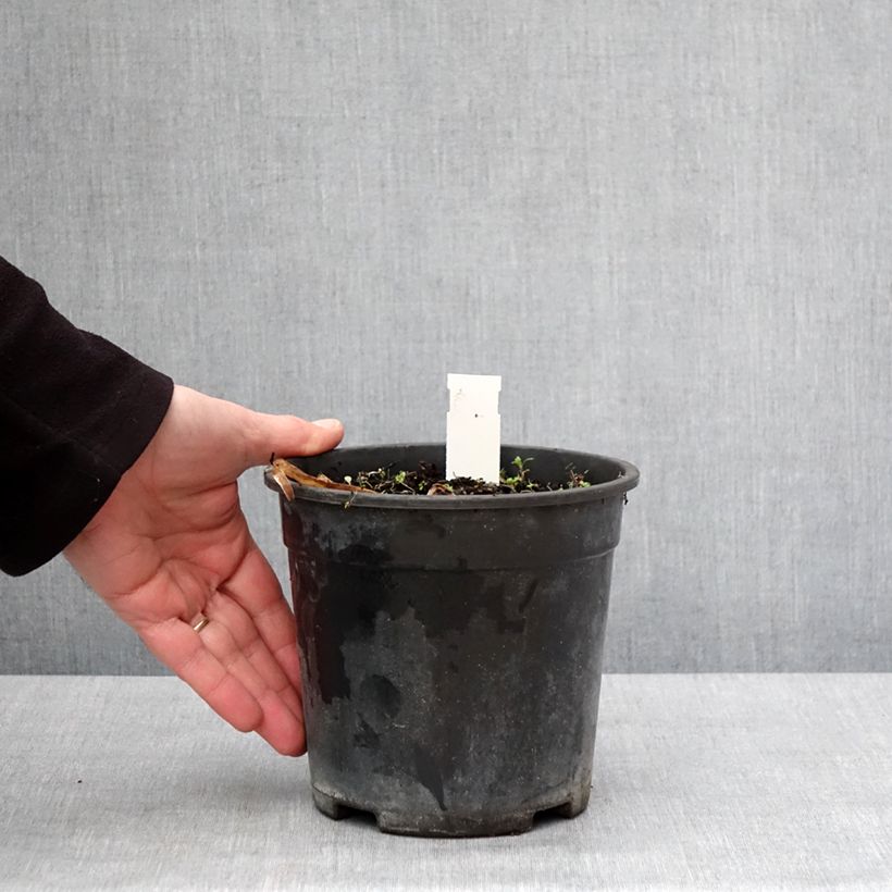 Spécimen de Agapanthe Back in Black Pot de 2L/3L tel que livré en hiver