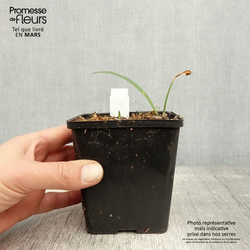 Spécimen de Agapanthe Black Buddhist Godet de 8/9 cm tel que livré au printemps