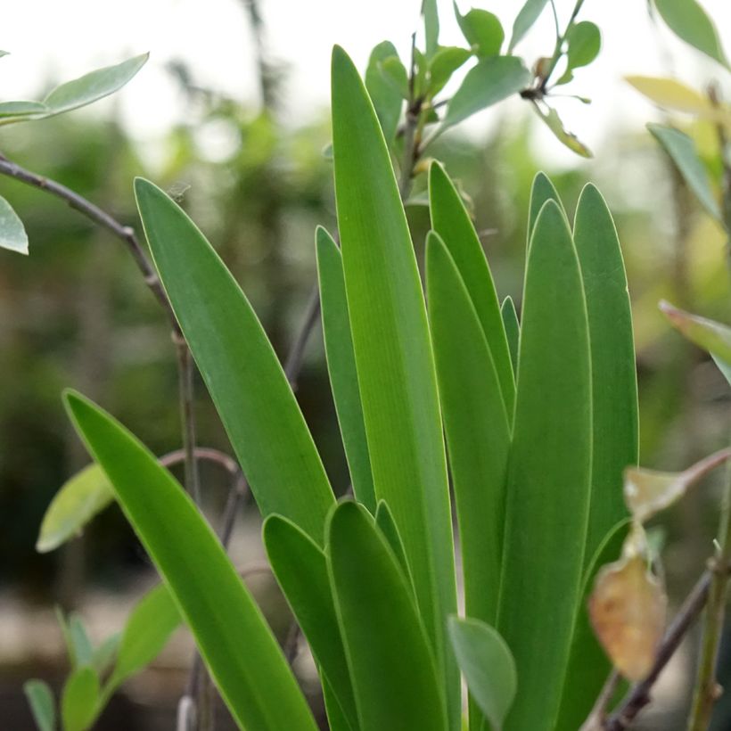 Agapanthe Black Buddhist (Feuillage)