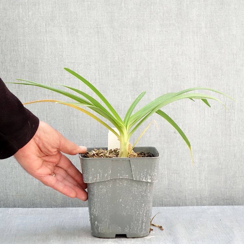 Spécimen de Agapanthe Black Jack Pot de 1,5L/2L tel que livré en automne