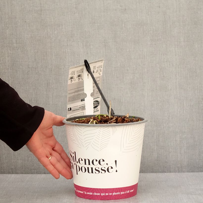 Spécimen de Agapanthe Black Jack Pot de 3L/4L tel que livré en hiver