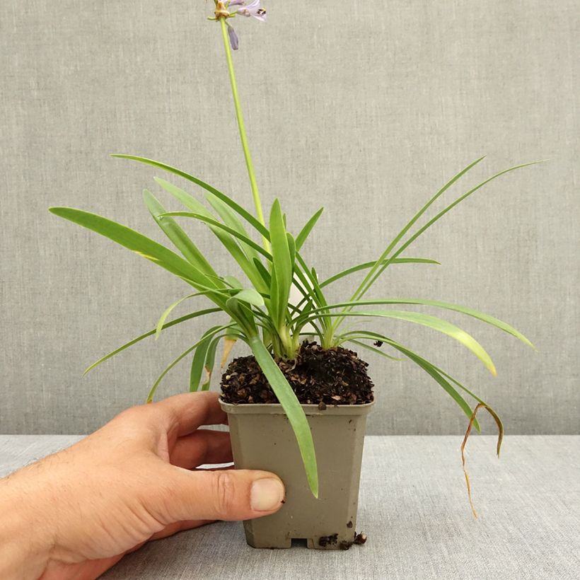 Spécimen de Agapanthe Blue Baby Godet de 8/9 cm tel que livré au printemps