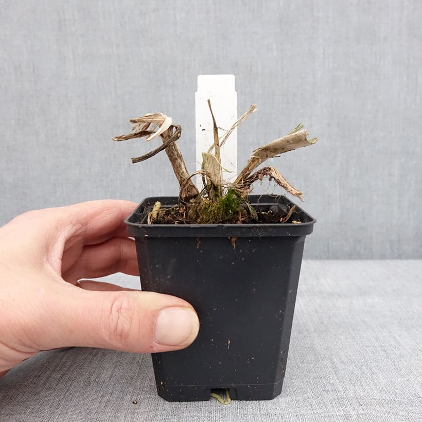 Spécimen de Agapanthe Blue Giant Godet de 8/9 cm tel que livré en hiver