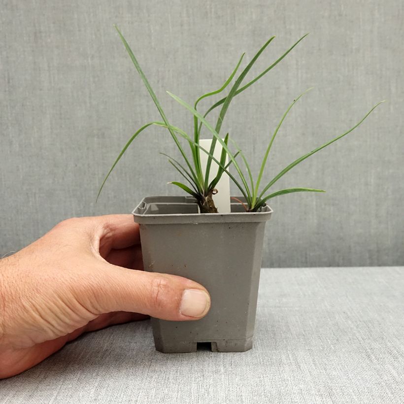 Spécimen de Agapanthe Blue Giant Godet de 8/9 cm tel que livré au printemps
