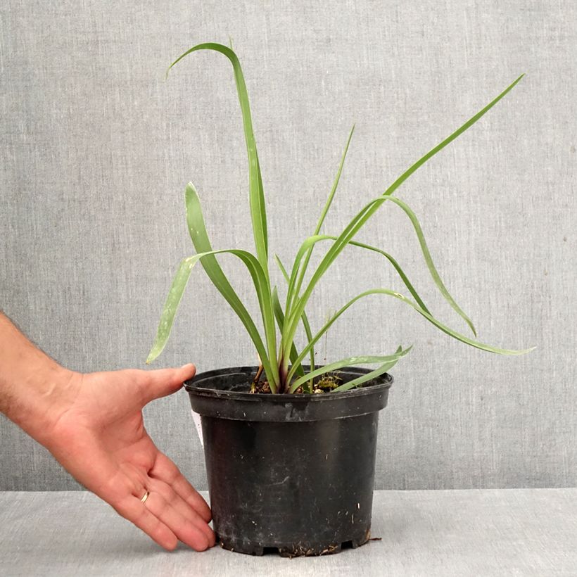 Spécimen de Agapanthe Blue Infinity Pot de 2L/3L tel que livré en automne