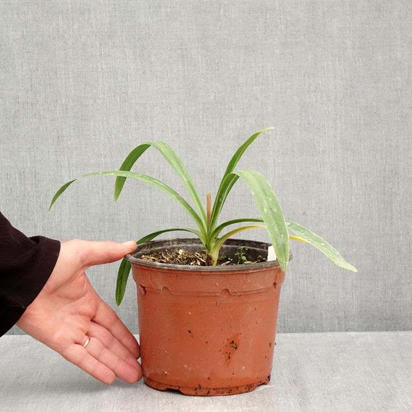 Spécimen de Agapanthe Blue Triumphator Pot de 2L/3L tel que livré en automne