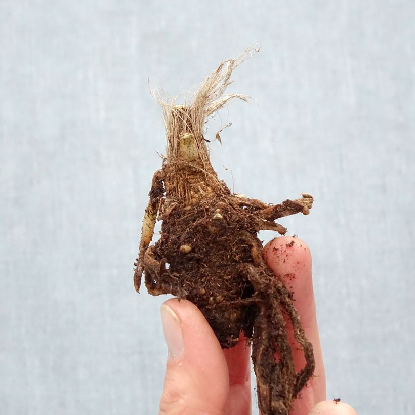 Spécimen de Agapanthe Blue Velvet Racines nues, Qualité Extra équivalant à un pot de 2L tel que livré en hiver