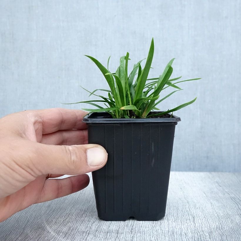 Spécimen de Agapanthe Blush Pink Godet de 8/9 cm tel que livré en été