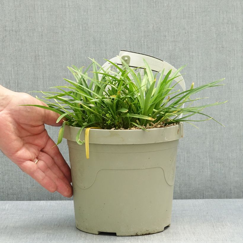 Spécimen de Agapanthe Blush Pink Pot de 3L/4L tel que livré au printemps