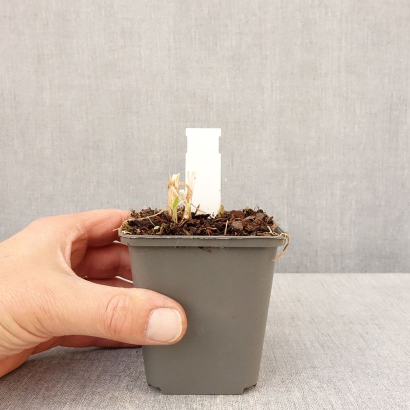 Spécimen de Agapanthe campanulatus var albidus Godet de 8/9 cm tel que livré au printemps