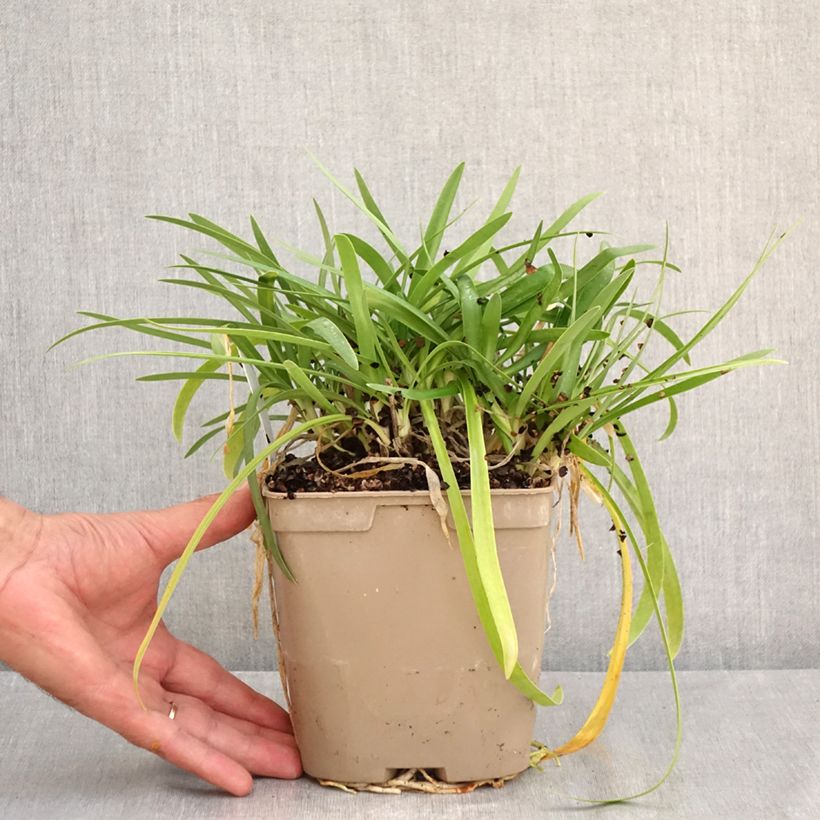 Spécimen de Agapanthe Charlotte Pot de 2L/3L tel que livré en été