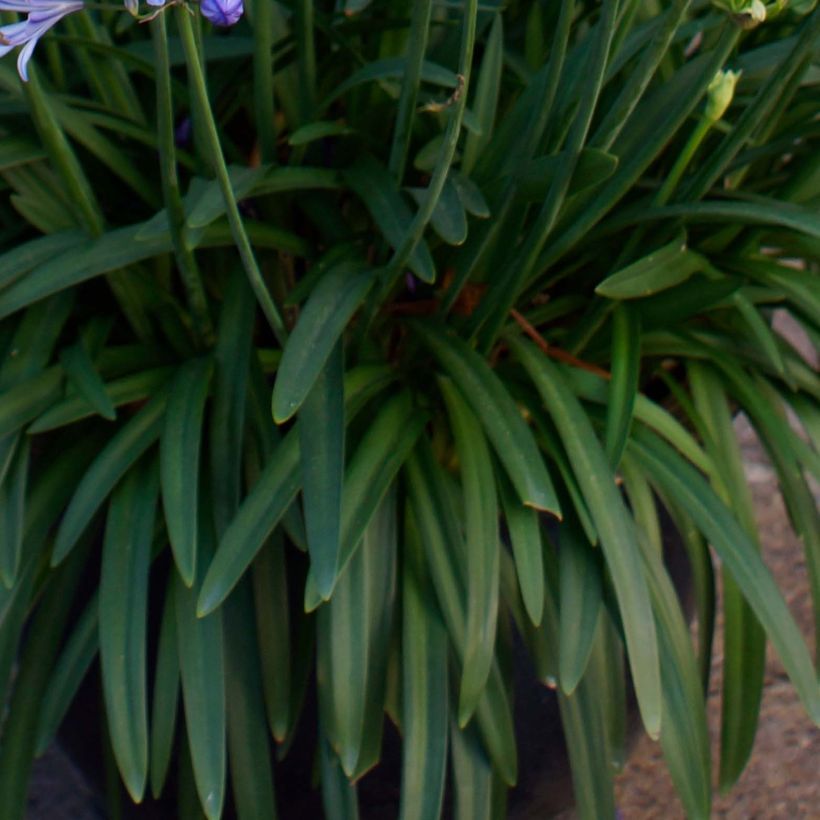 Agapanthe Charlotte (Foliage)