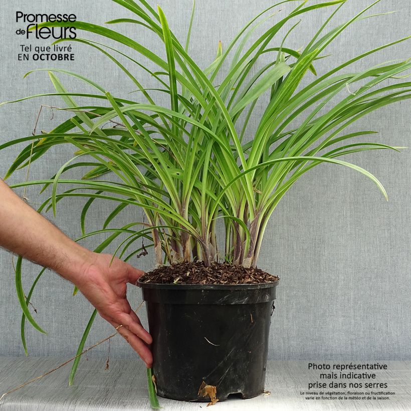 Spécimen de Agapanthe Docteur Brouwer Pot de 4L/5L tel que livré en automne