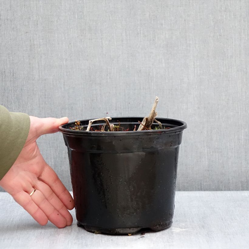 Spécimen de Agapanthe Docteur Brouwer Pot de 2L/3L tel que livré en hiver