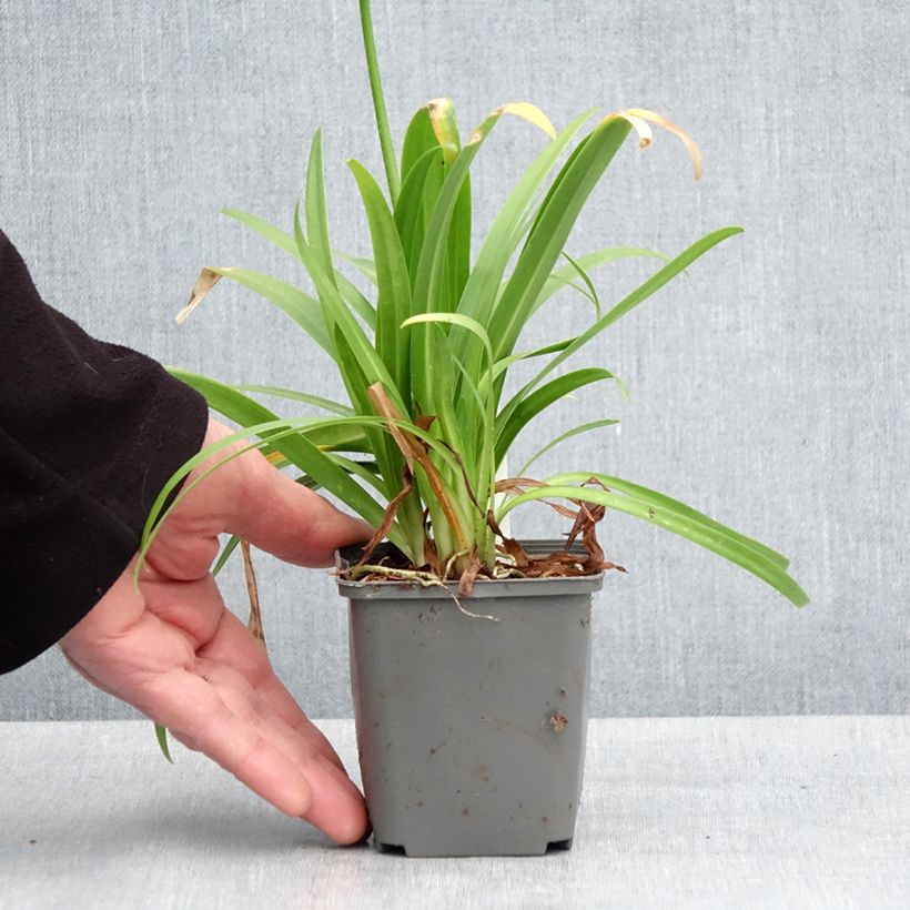 Spécimen de Agapanthe hybride Ever White Godet de 8/9 cm tel que livré au printemps