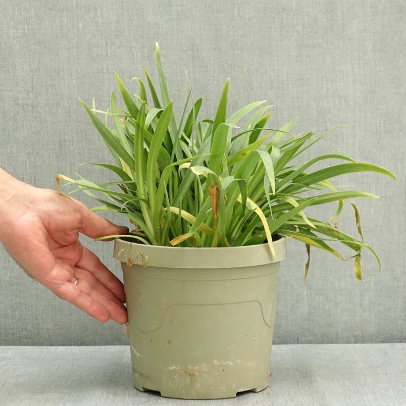 Spécimen de Agapanthe hybride Ever White Pot de 3L/4L tel que livré en été