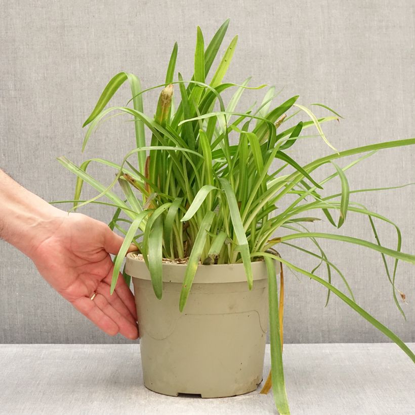 Spécimen de Agapanthe hybride Ever White Pot de 3L/4L tel que livré en hiver