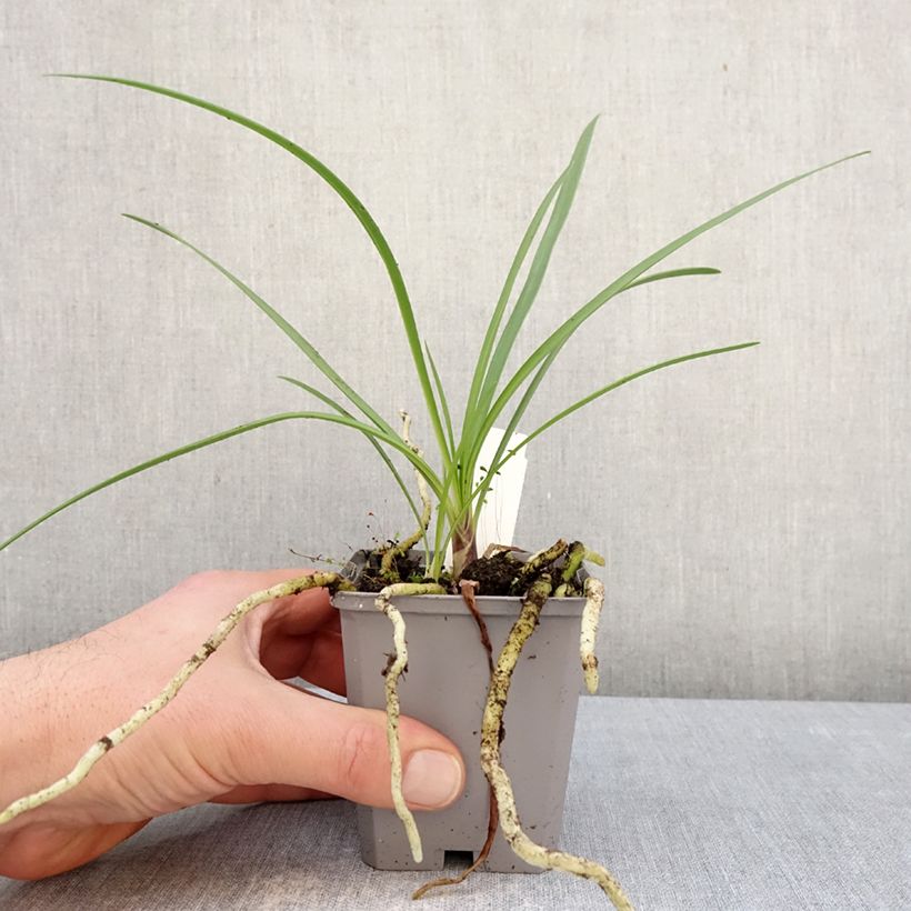 Spécimen de Agapanthe hybride Fireworks Godet de 8/9 cm tel que livré en hiver