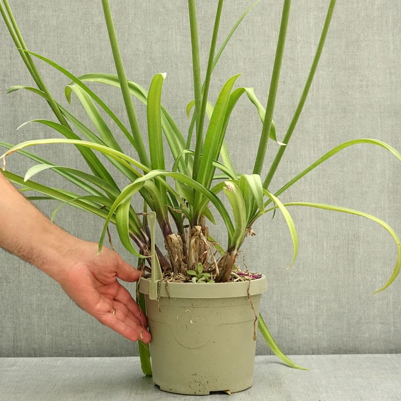 Spécimen de Agapanthe hybride Poppin' Purple Pot de 3L/4L tel que livré en été