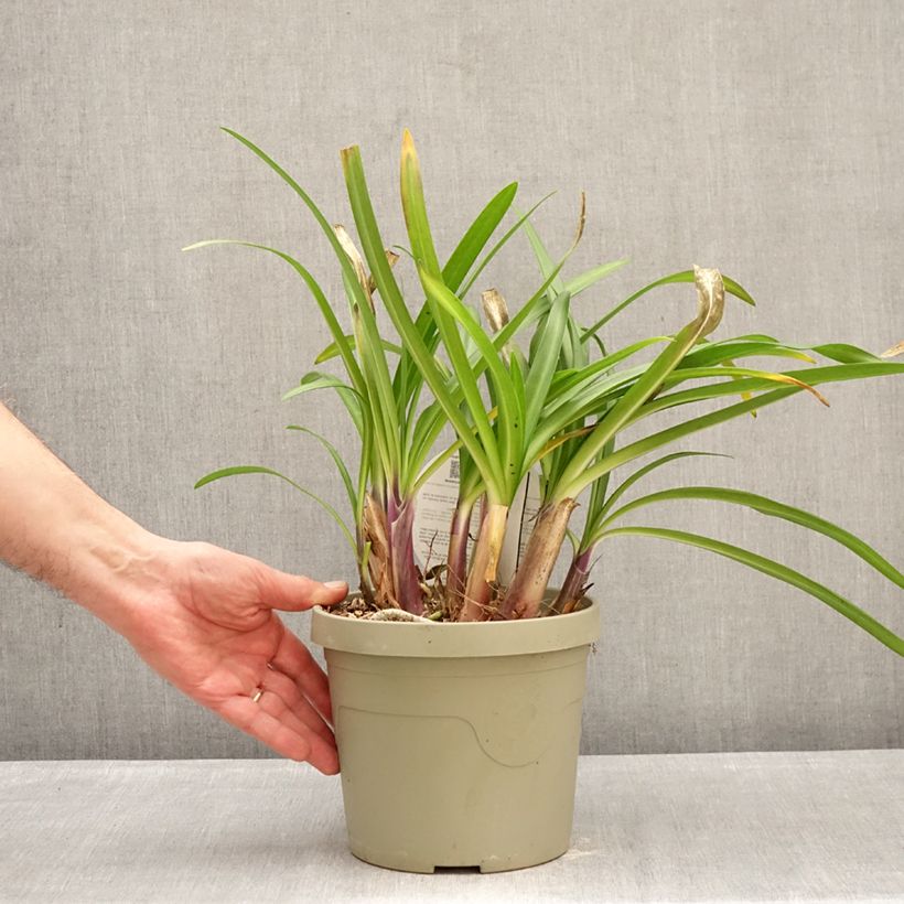 Example of Agapanthe hybride Poppin' Purple Pot de 3L/4L as you get in hiver