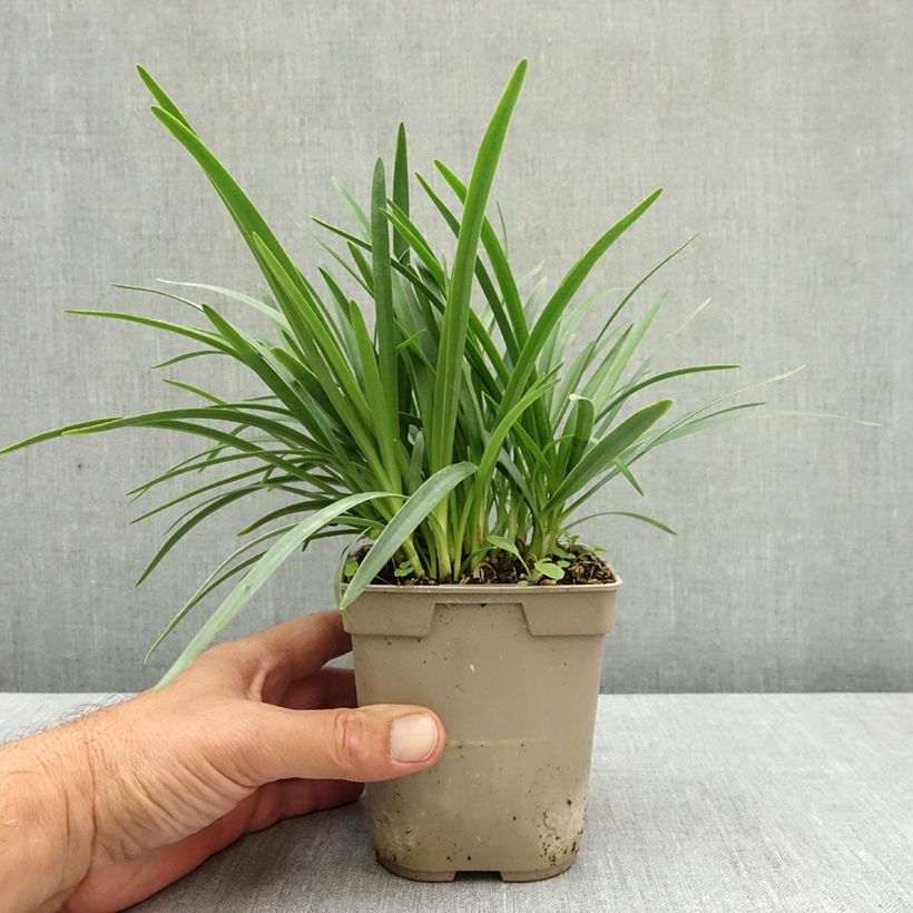 Spécimen de Agapanthe Lapis Lazuli Pot de 1L/1,5L tel que livré en été