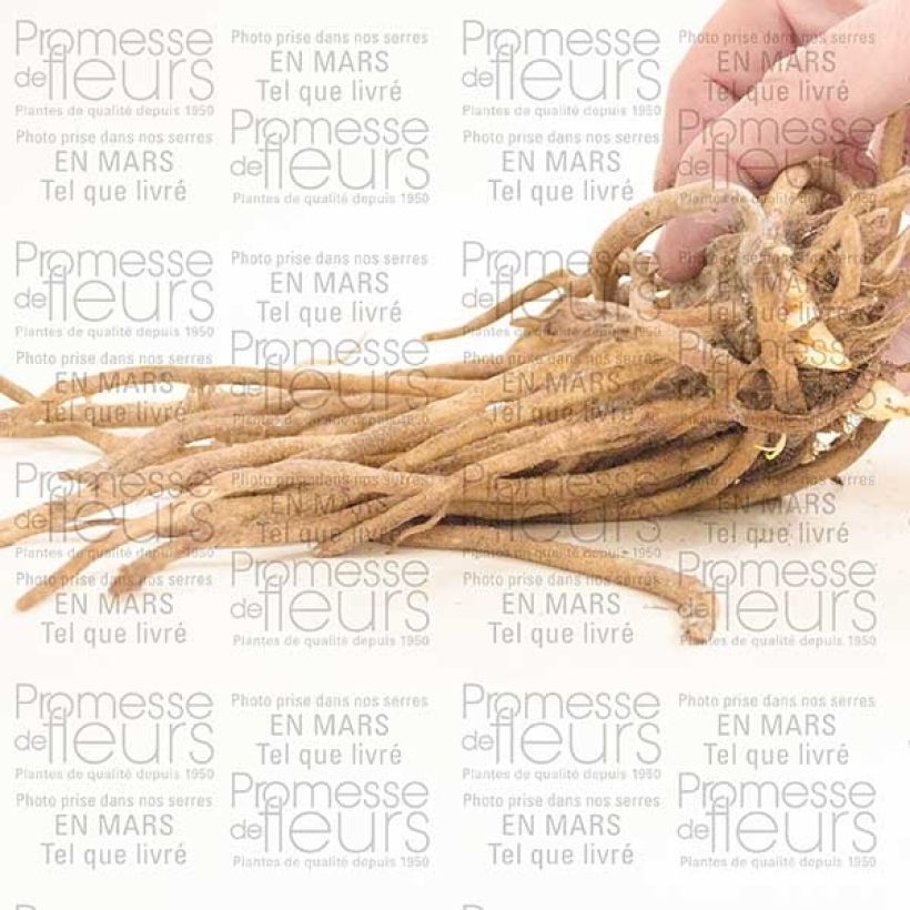 Exemple de spécimen de Agapanthe Blue Giant Souche 1/2 yeux tel que livré