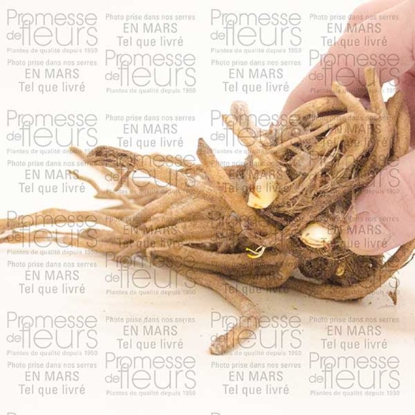 Exemple de spécimen de Agapanthe Docteur Brouwer Souche 1/2 yeux tel que livré