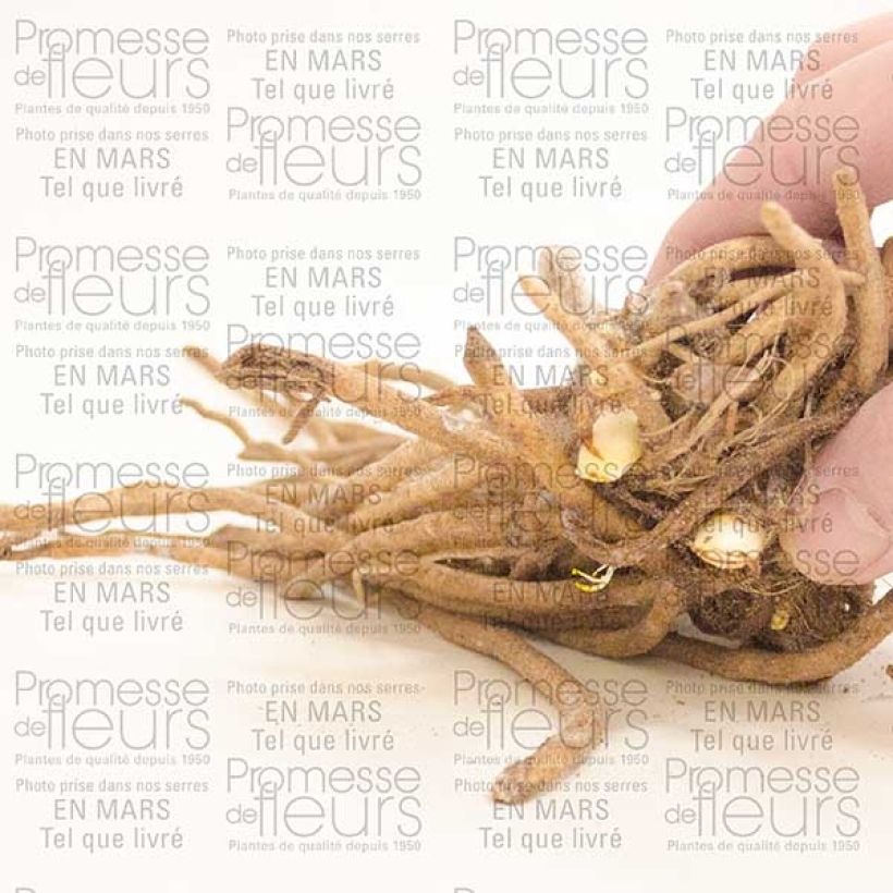 Exemple de spécimen de Agapanthe Ice Lolly Souche 1/2 yeux tel que livré