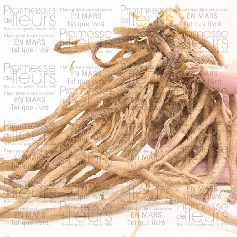 Exemple de spécimen de Agapanthe Midnight Blue Souche 1/2 yeux tel que livré