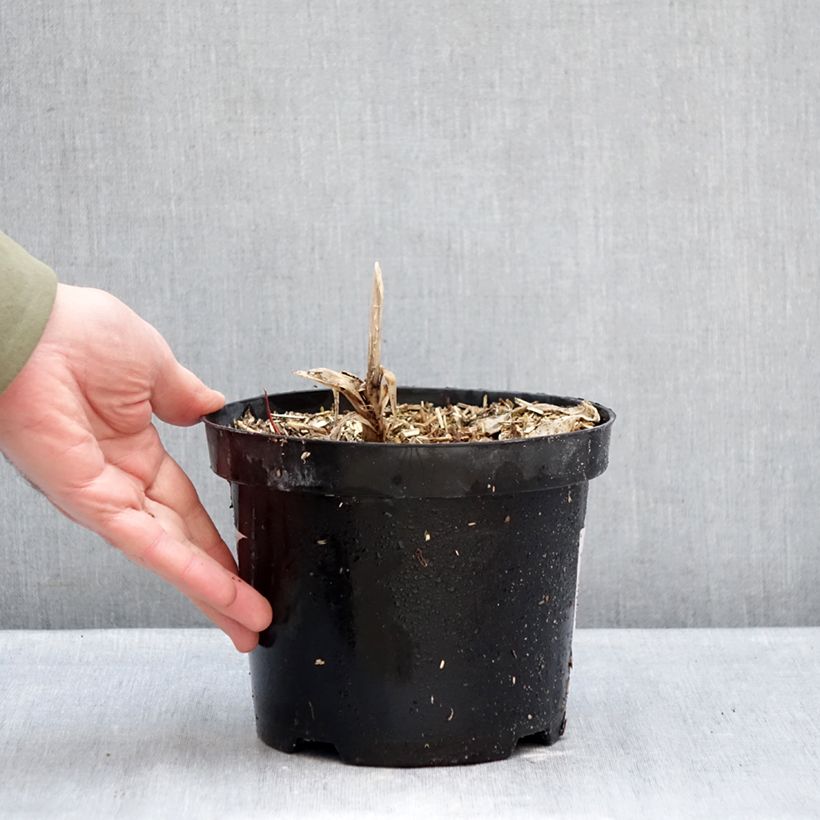 Spécimen de Agapanthe Polar Ice Pot de 2L/3L tel que livré en hiver