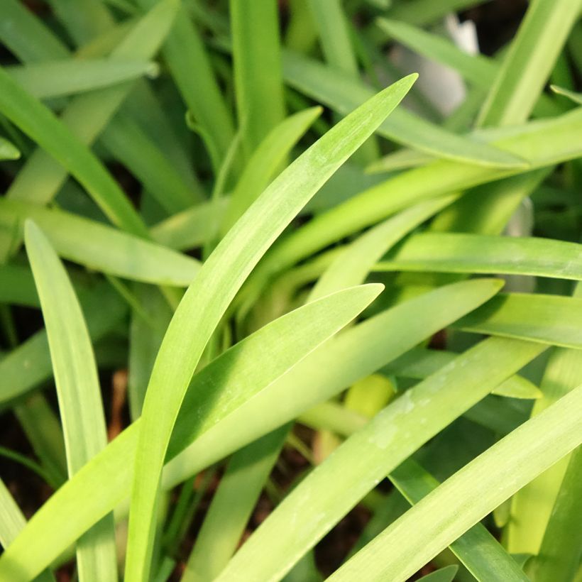 Agapanthe praecox Sofie (Feuillage)