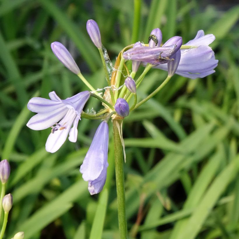 Agapanthe praecox Sofie (Floraison)