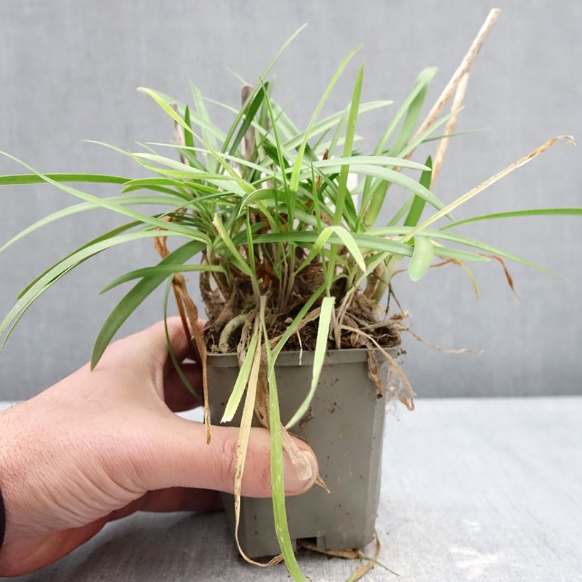 Spécimen de Agapanthe praecox Sofie Godet de 8/9 cm tel que livré en hiver