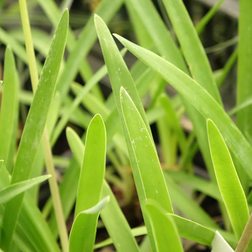 Agapanthe Rosewarne (Foliage)