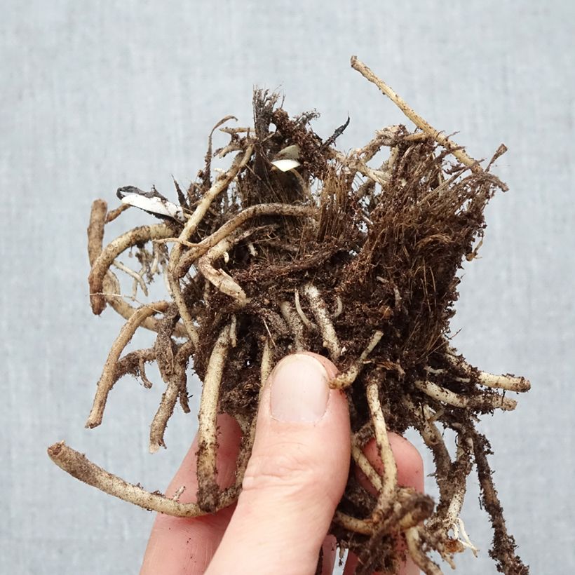 Spécimen de Agapanthe Silver Moon Racines nues, Qualité Extra équivalant à un pot de 2L tel que livré en hiver