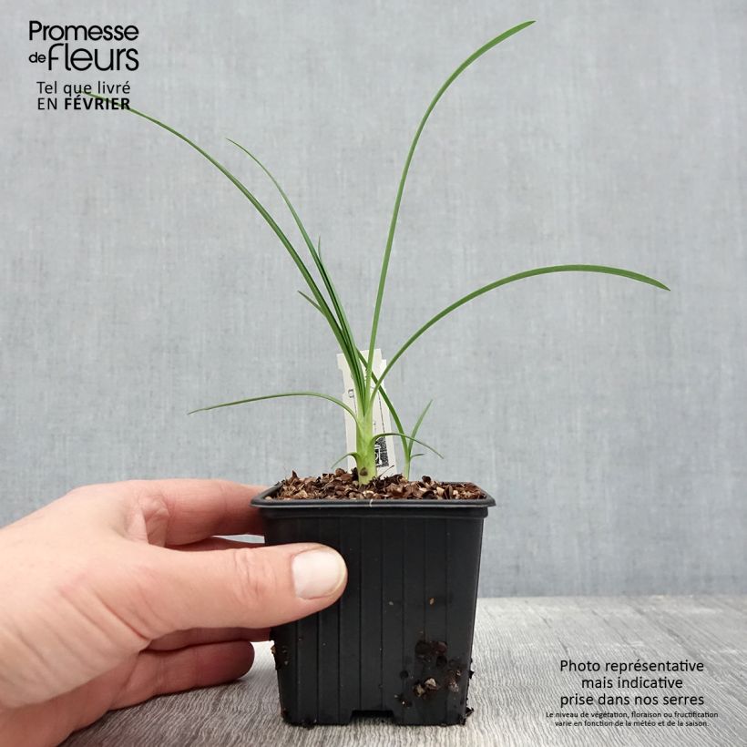 Spécimen de Agapanthe Strawberry Ice Godet de 8/9 cm tel que livré en hiver