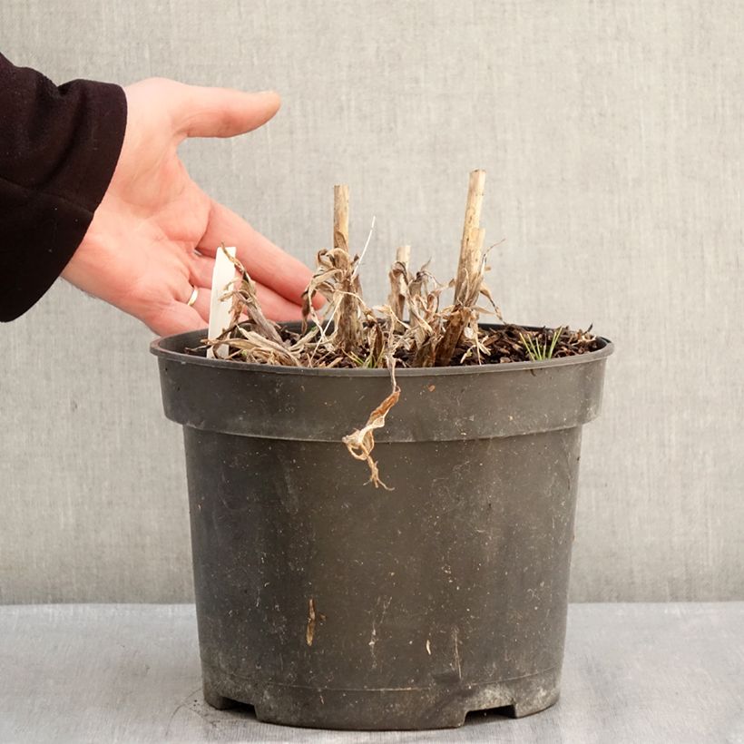 Spécimen de Agapanthe Sunfield Pot de 4L/5L tel que livré en hiver