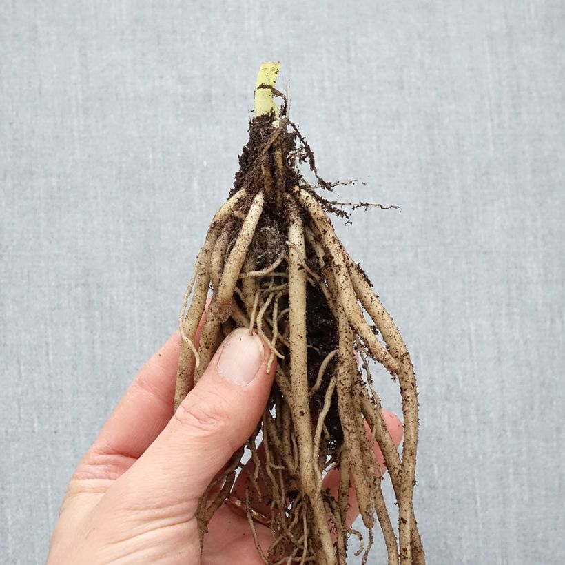 Spécimen de Agapanthe Twister Racines nues, Qualité Extra équivalant à un pot de 2L tel que livré en hiver