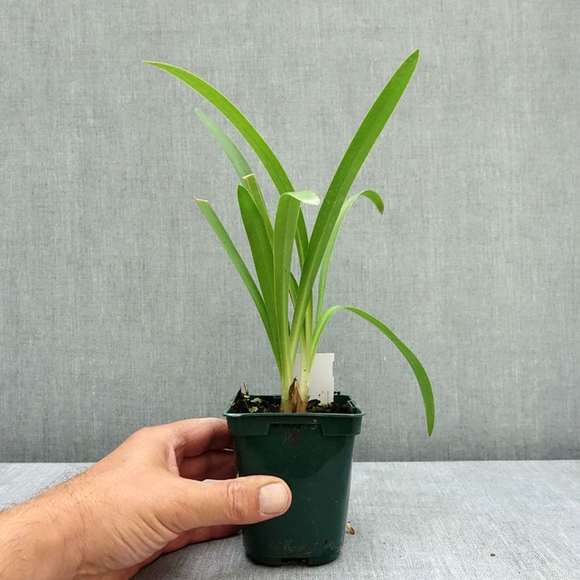 Spécimen de Agapanthe umbellatus (africanus) Godet de 7/8 cm tel que livré en été