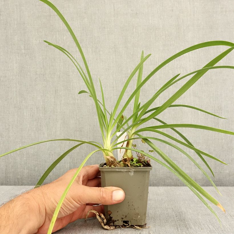 Spécimen de Agapanthe Vallée de la Sarthe Godet de 8/9 cm tel que livré en été