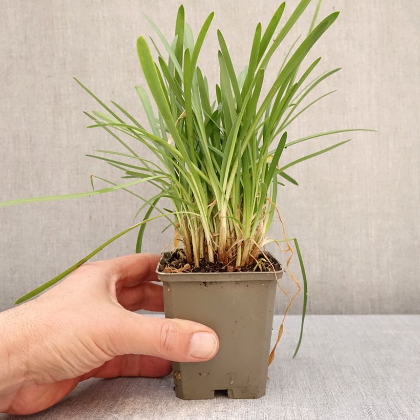 Spécimen de Agapanthe White Baby Godet de 8/9 cm tel que livré au printemps