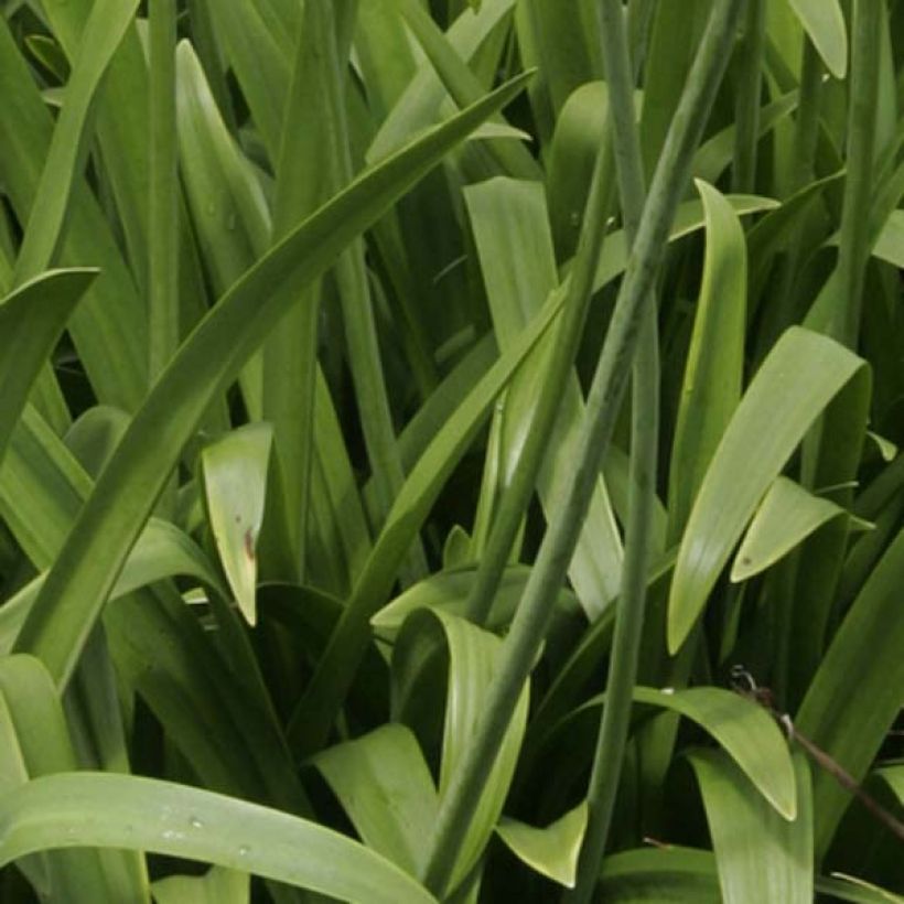 Agapanthe Windsor Grey (Feuillage)