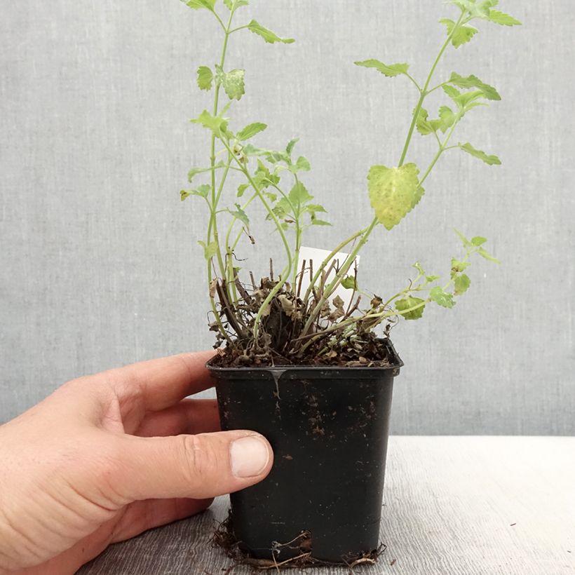 Spécimen de Agastache aurantiaca Apricot Sprite - Agastache dorée Godet de 8/9 cm tel que livré au printemps