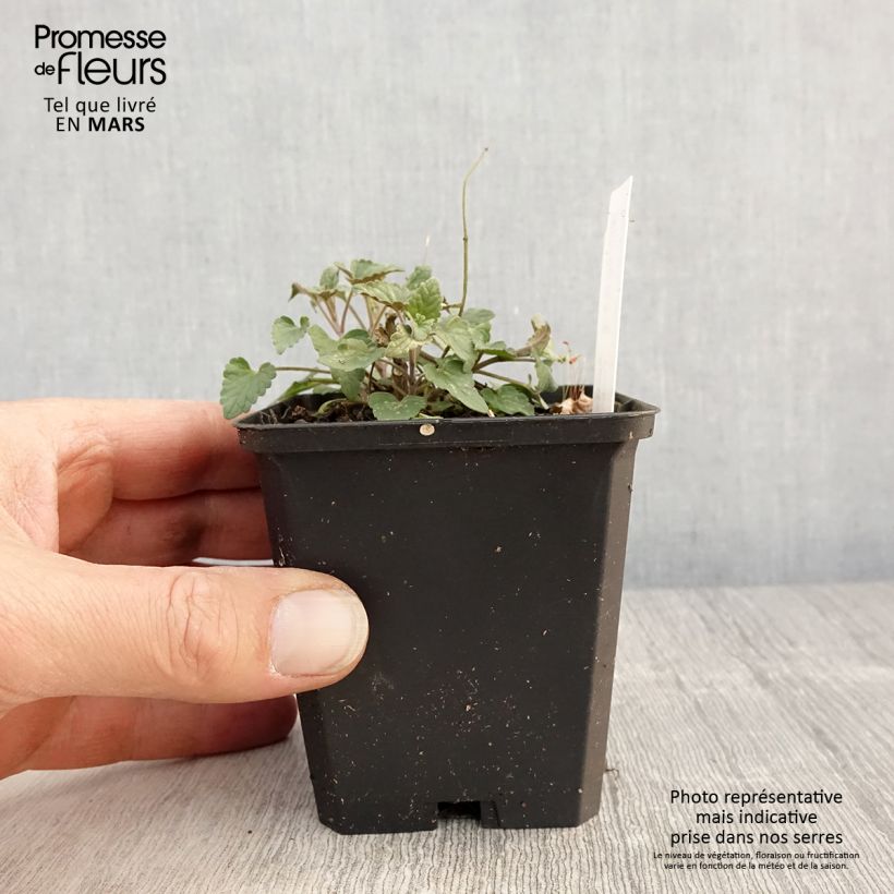 Spécimen de Agastache Barberi Firebird Godet de 8/9 cm tel que livré au printemps