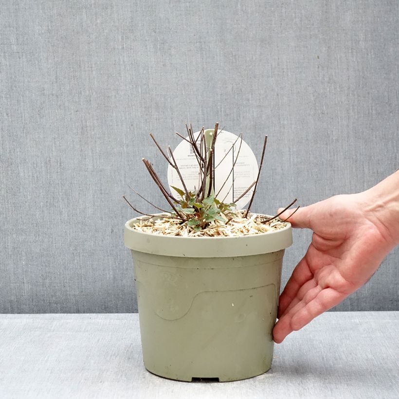 Spécimen de Agastache Beelicious Pink Pot de 3L/4L tel que livré en hiver