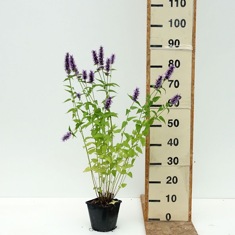Spécimen de Agastache Black Adder Pot de 2L/3L tel que livré en été