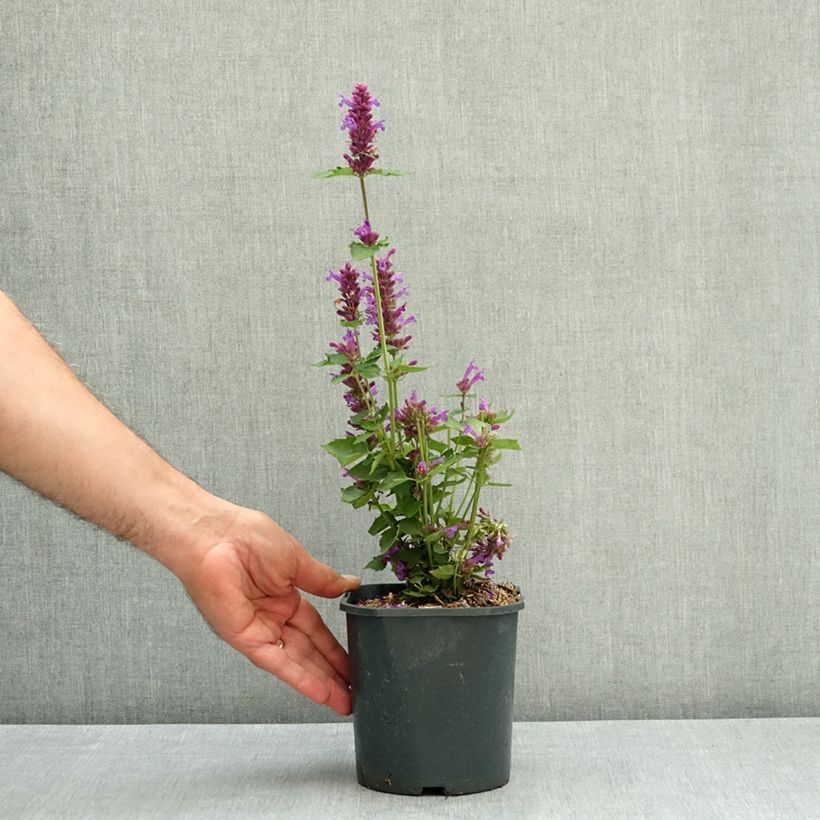 Spécimen de Agastache Blue Boa Pot de 2L/3L tel que livré en été