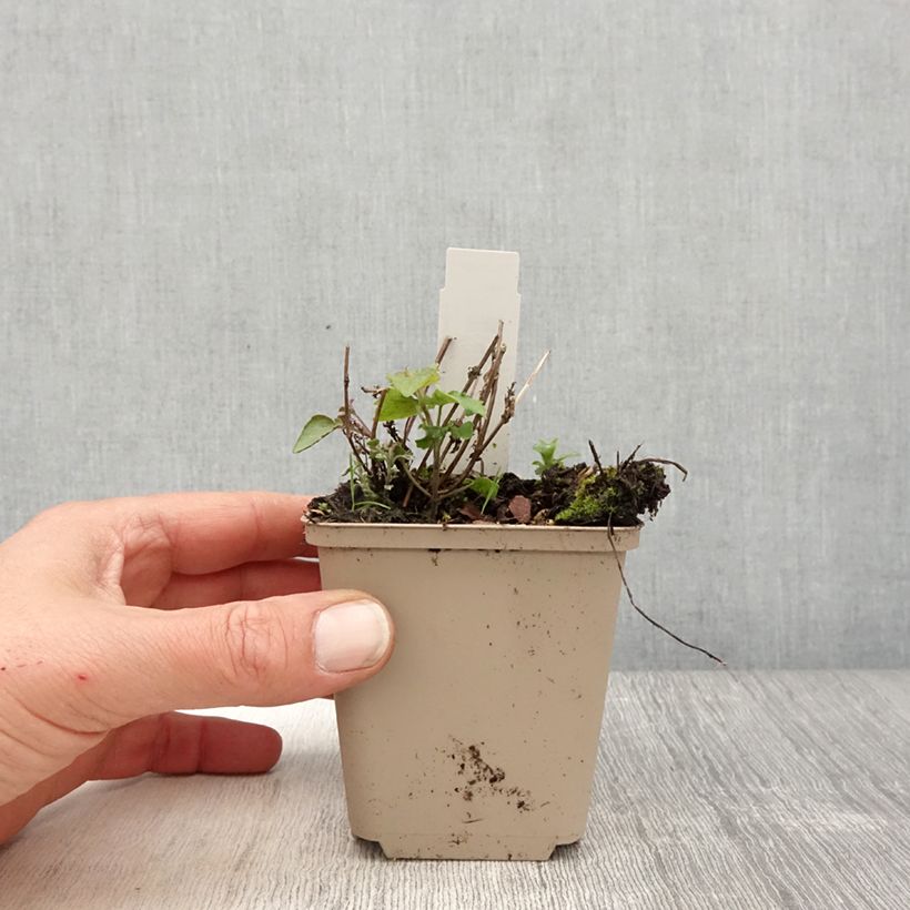 Spécimen de Agastache Crazy Fortune Godet de 8/9 cm tel que livré au printemps