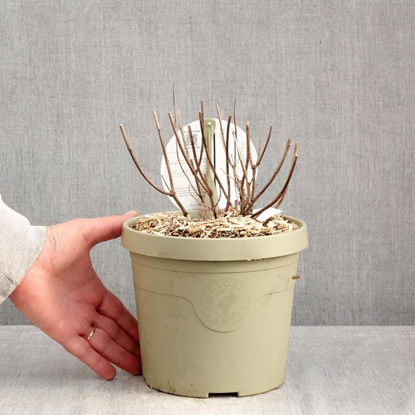 Spécimen de Agastache Crazy Fortune Pot de 3L/4L tel que livré en hiver