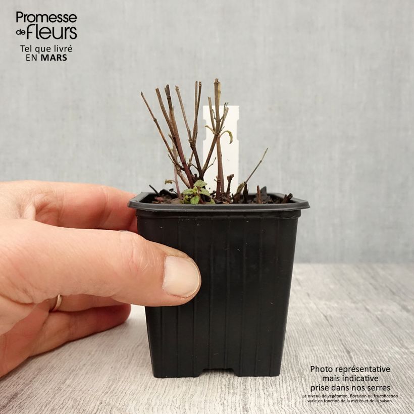 Spécimen de Agastache Kudos Coral - Agastache hybride rouge corail. Godet de 8/9 cm tel que livré au printemps